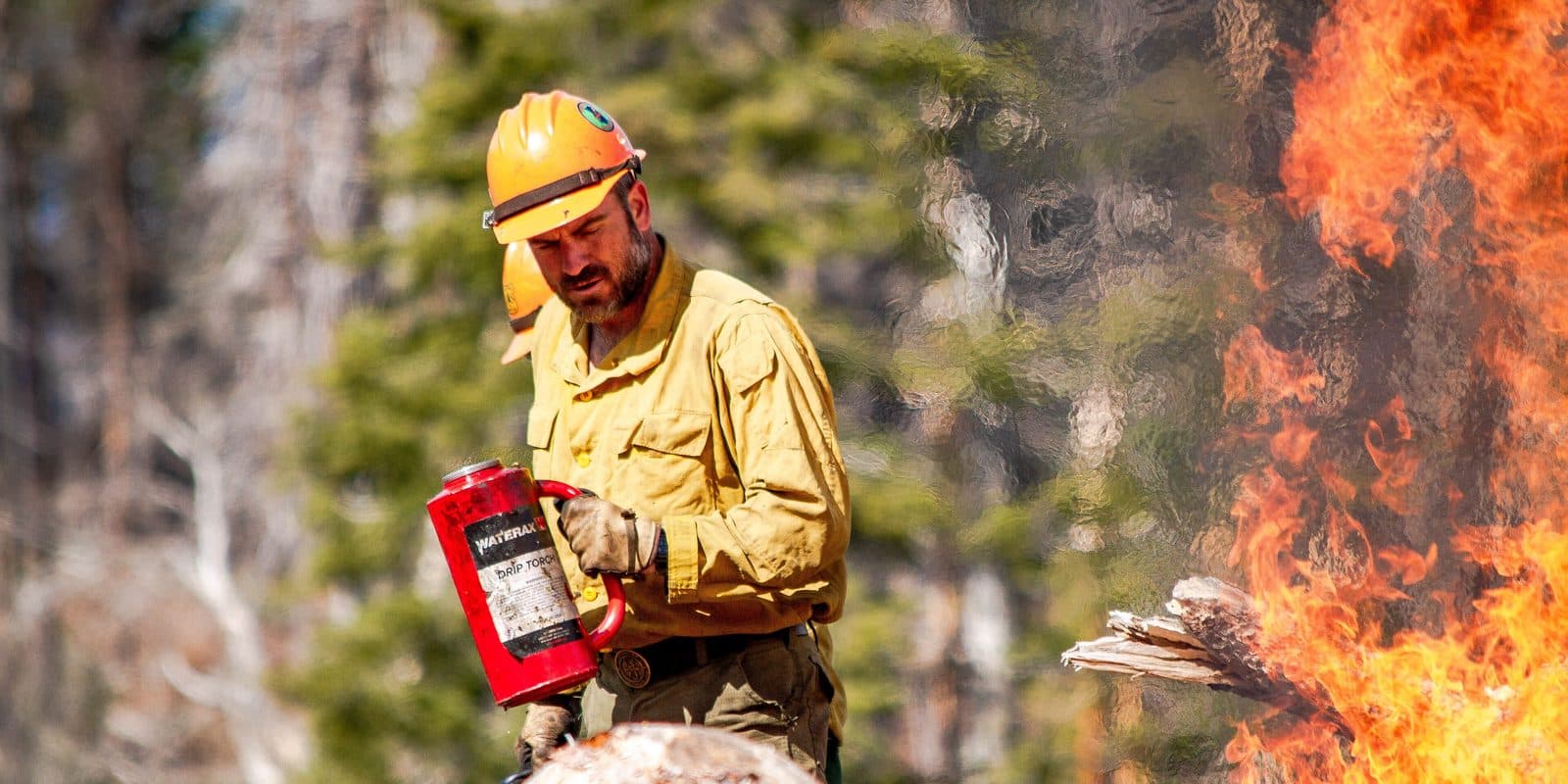 A wildland firefighter lighting slash piles with a drip torch during a fuels treatment.